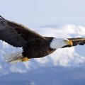 the majestic bald eagle
