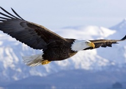 the majestic bald eagle