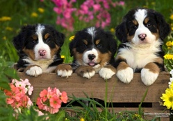 Bernese Mountain Dog Pups
