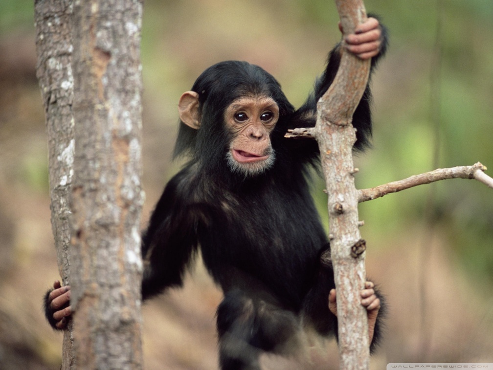 young chimpanzee climbing gombe national park tanzania
