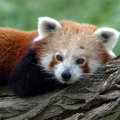 Red Panda relaxing