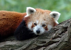 Red Panda relaxing