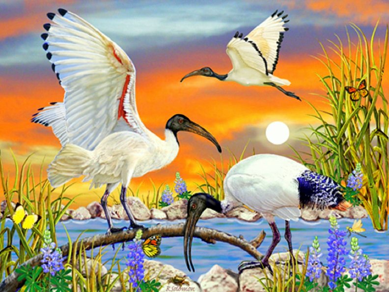 sacred_ibis.jpg