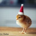 Chicks in hats