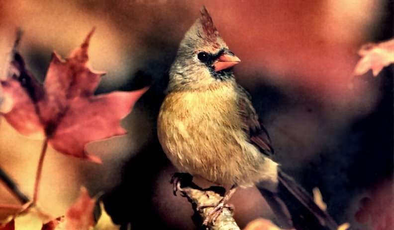 autumn_female_cardinal.jpg