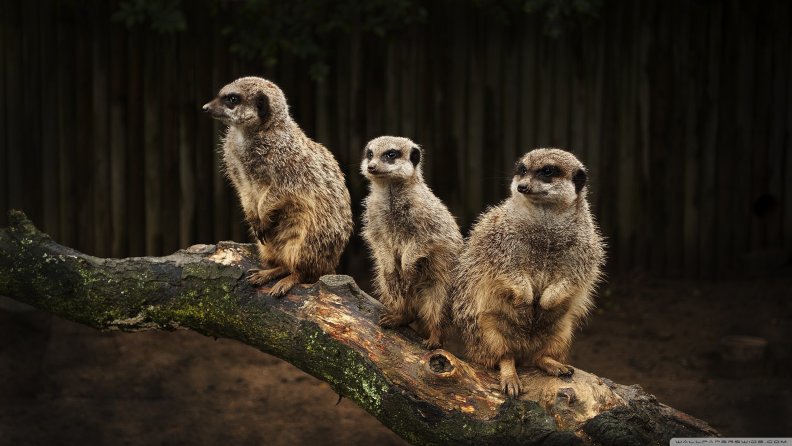meerkat_family.jpg