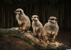 meerkat family