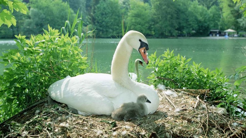 Mute Swan and her Babies