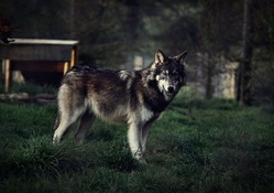 wolfie