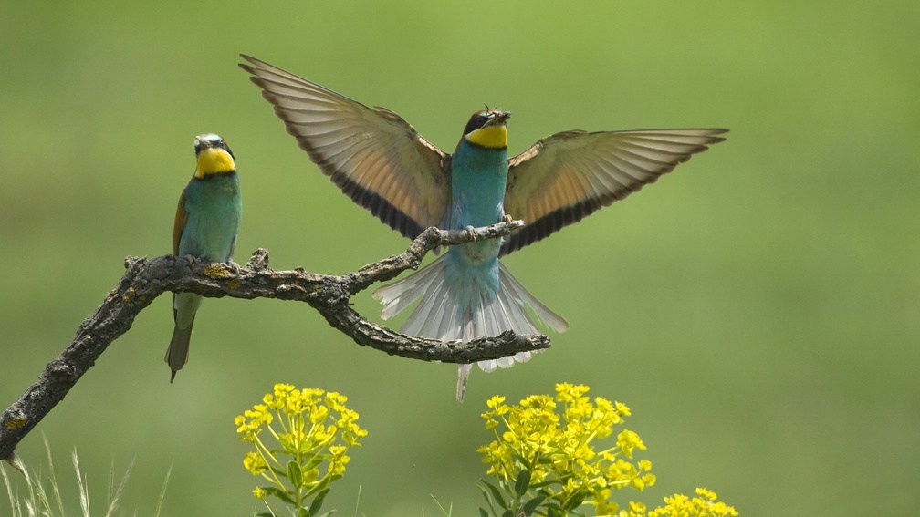 * Bee_ eater *