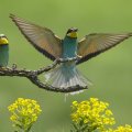 * Bee_ eater *