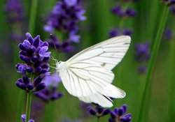 Butterfly on the Flowers