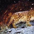 snow leopard flurries