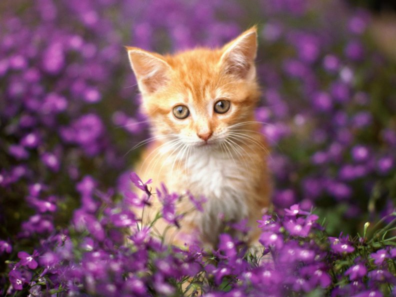 sweet_cat_among_flowers.jpg