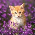 Sweet cat among flowers