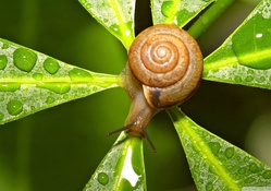 snail after the rain