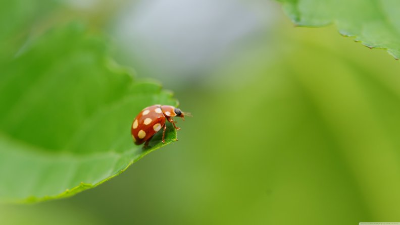 ladybug_with_white_spots.jpg