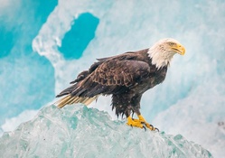 Eagle on Iceberg in Alaska