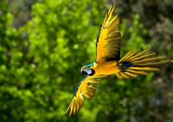 Beautiful Macaw in Flight