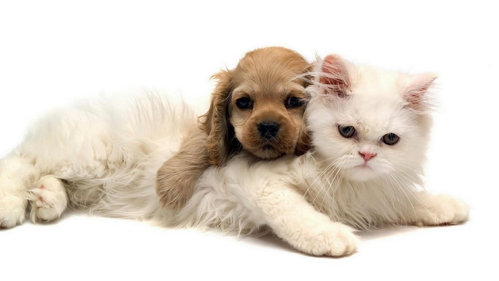 Puppy and Cat