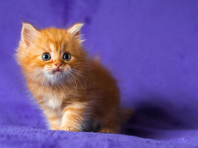 cute_ginger_kitten.jpg