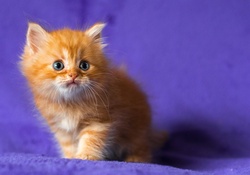 cute ginger kitten