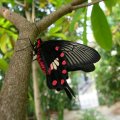 Butterfly on Tree