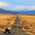 sheep crossing a road in a chilean prairie