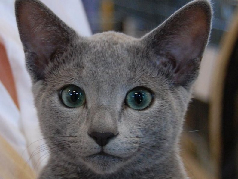 Russian Blue Cat Closeup