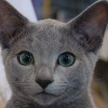 Russian Blue Cat Closeup
