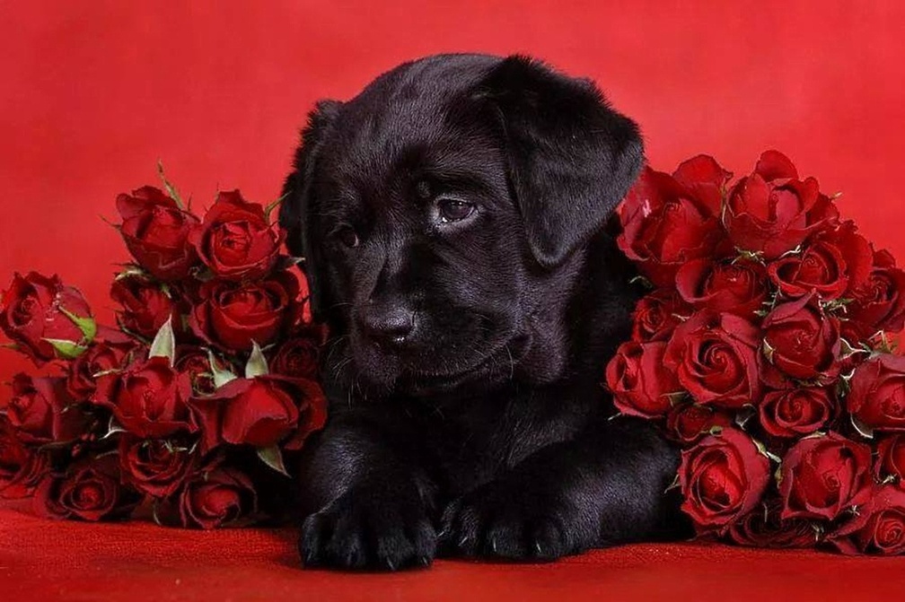 Black pup