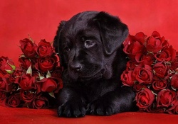 Black pup