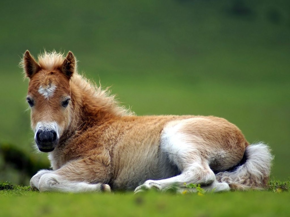 So Sweet Foal