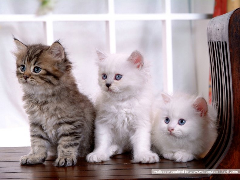 cute_persian_kittens.jpg