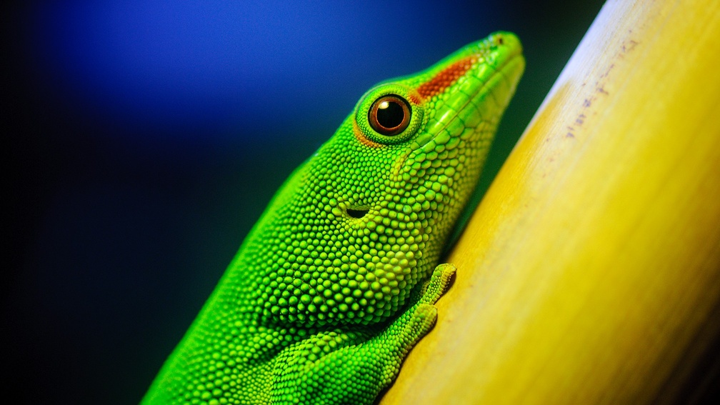 Close_up of green lizard