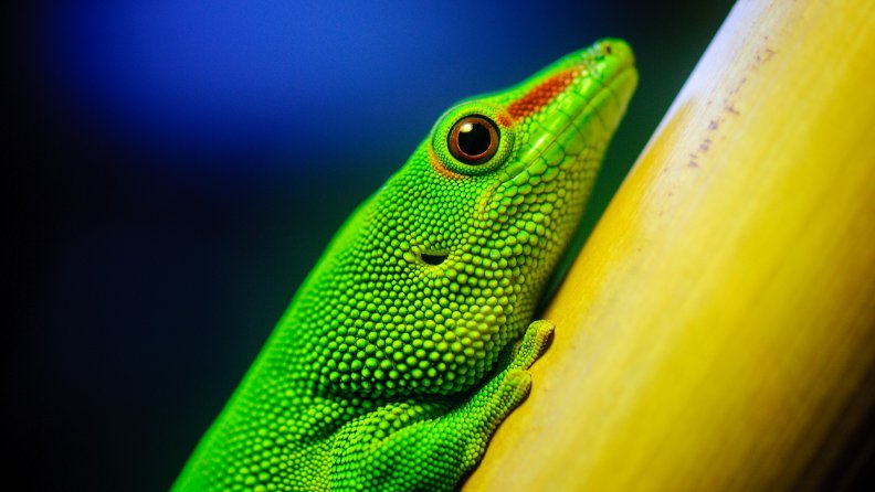 close_up_of_green_lizard.jpg