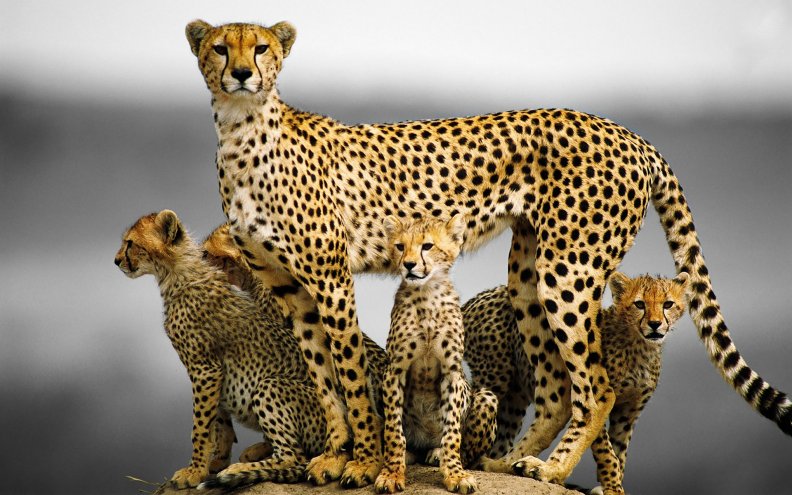 cheetah_family.jpg