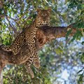 Beautiful Jaguar in Tree