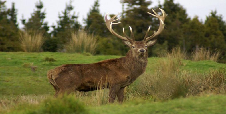 big red stag