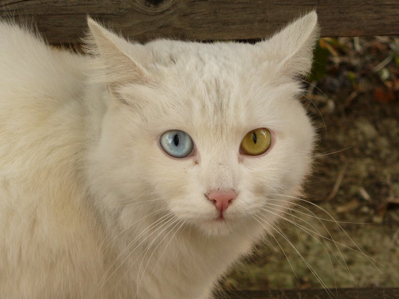 white_cat_face.jpg