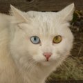 white cat face