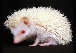 white hedgehog