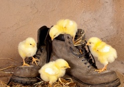 chicks with boots