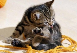 kitten with a string