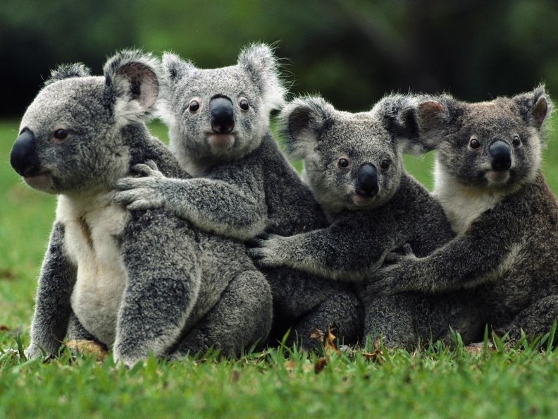 unbelievably_cute_koala_bears.jpg