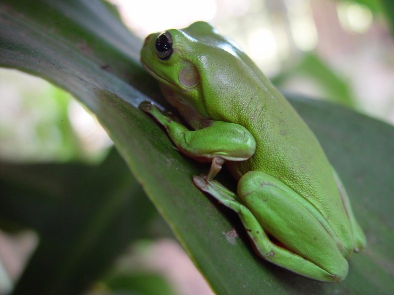 frog_on_leaf.jpg
