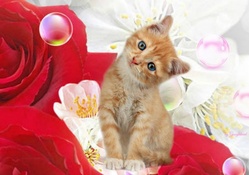 Kitten &amp; Roses