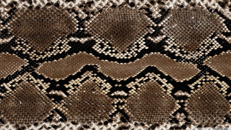 snake leather
