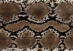 snake leather