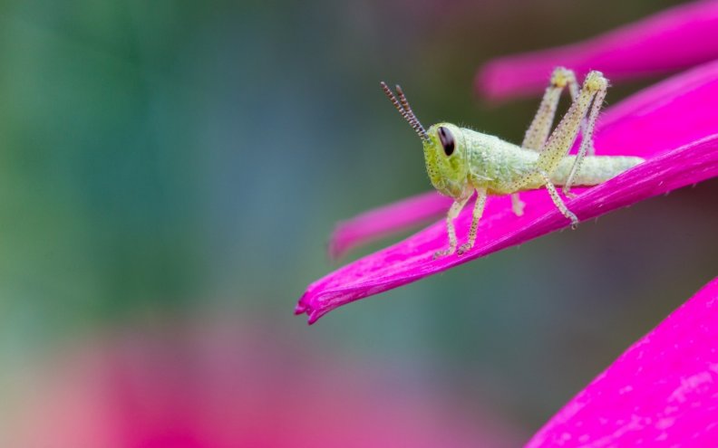 Little grasshopper